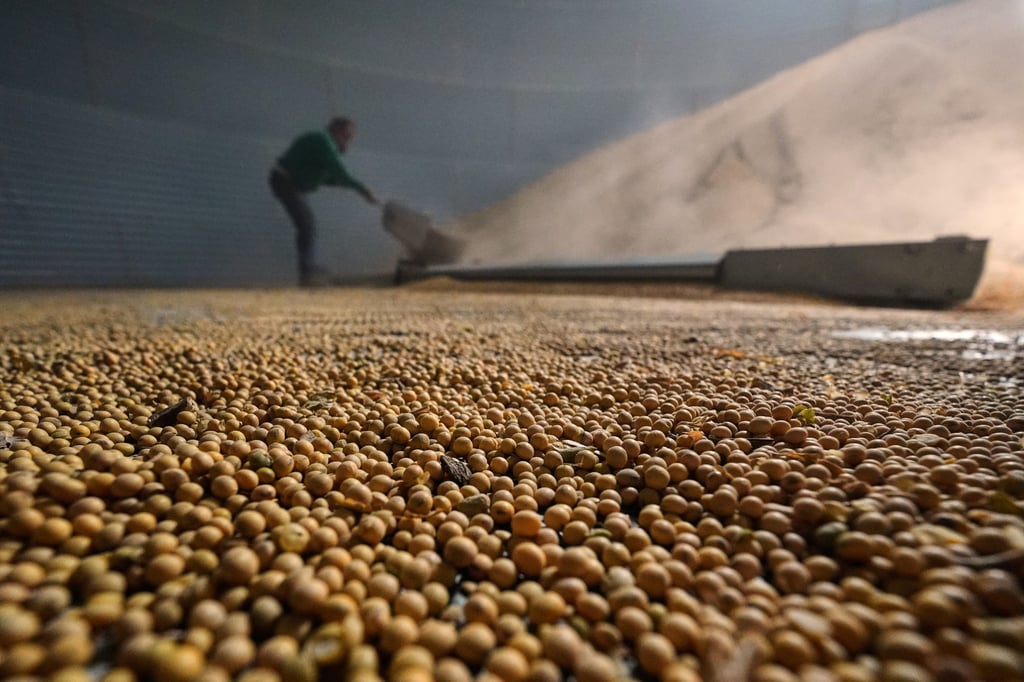 Doug Bartek shovels soybeans in a bin on his farm near Wahoo, Nebraska, in April. Photo: AP Doug Bartek shovels soybeans in a bin on his farm near Wahoo, Nebraska, in April. Photo: AP