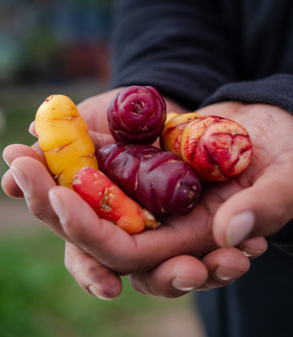 “Super potatoes” have high concentrations of iron and zinc, and some contain up to 10 times more antioxidants than blueberries and five times more vitamin C than citrus fruits. Photo: Coltur and Lightfoot “Super potatoes” have high concentrations of iron and zinc, and some contain up to 10 times more antioxidants than blueberries and five times more vitamin C than citrus fruits. Photo: Coltur and Lightfoot
