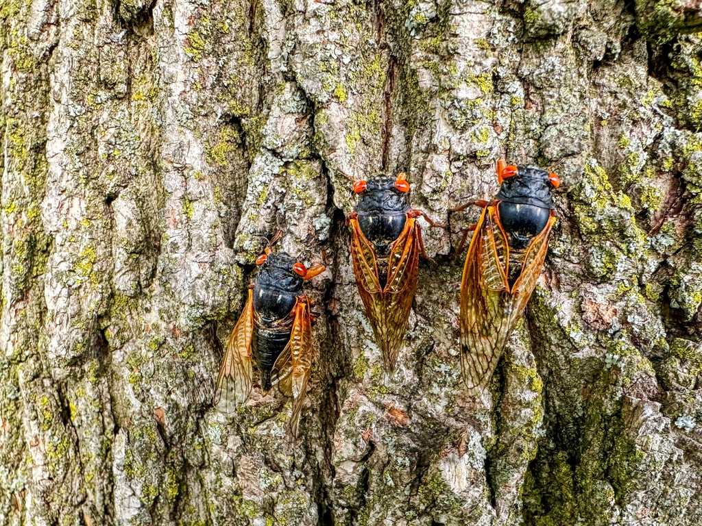 Cicadas can be deceptive; while a single drone might seem relaxing, an entire swarm can be overwhelming and potentially lead to long-term hearing damage. Photo: Getty Images Cicadas can be deceptive; while a single drone might seem relaxing, an entire swarm can be overwhelming and potentially lead to long-term hearing damage. Photo: Getty Images
