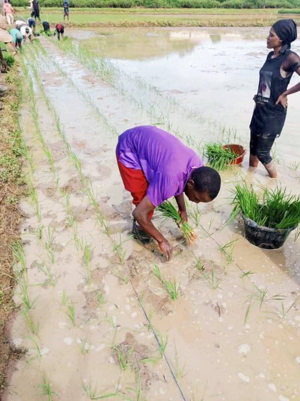 Green Agriculture West Africa Limited Green Agriculture West Africa Limited