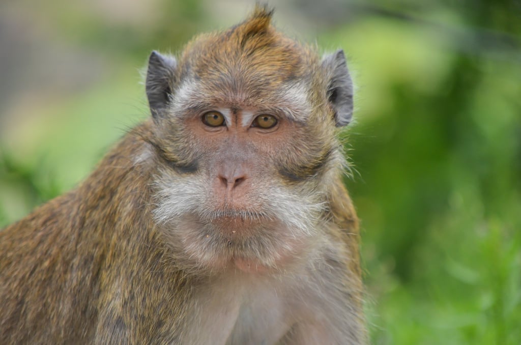 Those born in the Year of the Monkey are self-assured, truthful and enthusiastic about life. Photo: Shutterstock Those born in the Year of the Monkey are self-assured, truthful and enthusiastic about life. Photo: Shutterstock