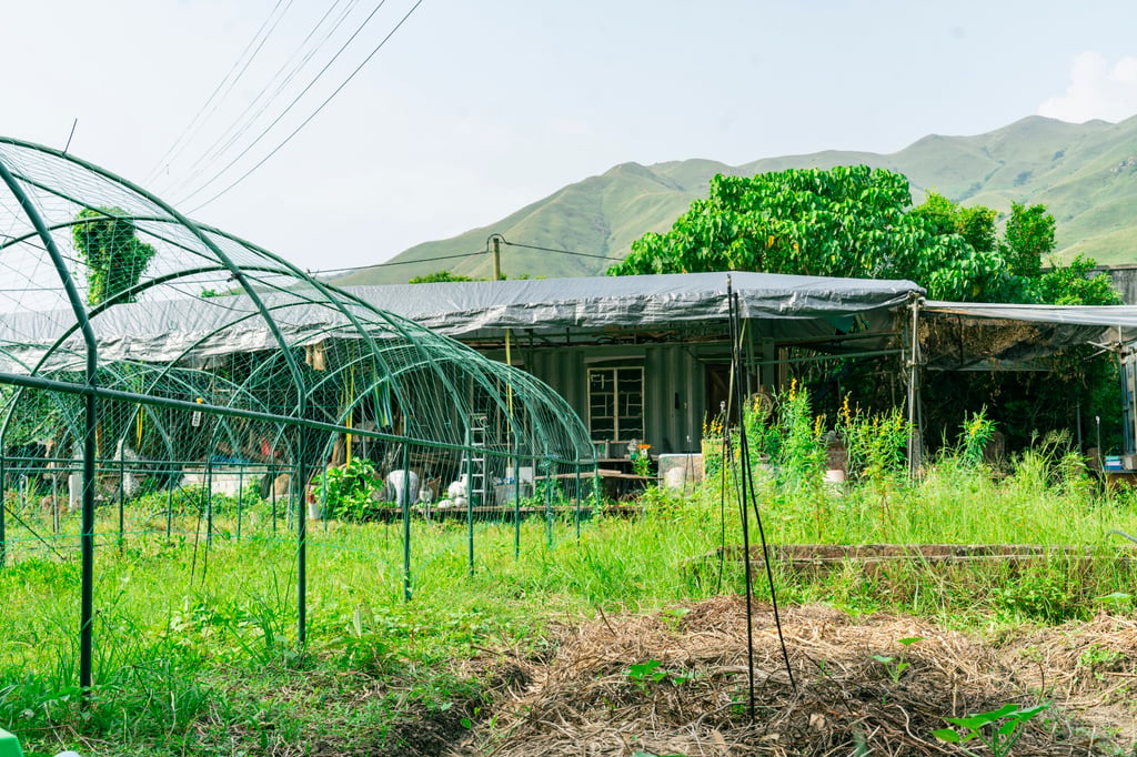 Amber works with the regenerative organic farming co-op Farmhouse Productions in Hong Kong’s New Territories. Photo: Amber Amber works with the regenerative organic farming co-op Farmhouse Productions in Hong Kong’s New Territories. Photo: Amber
