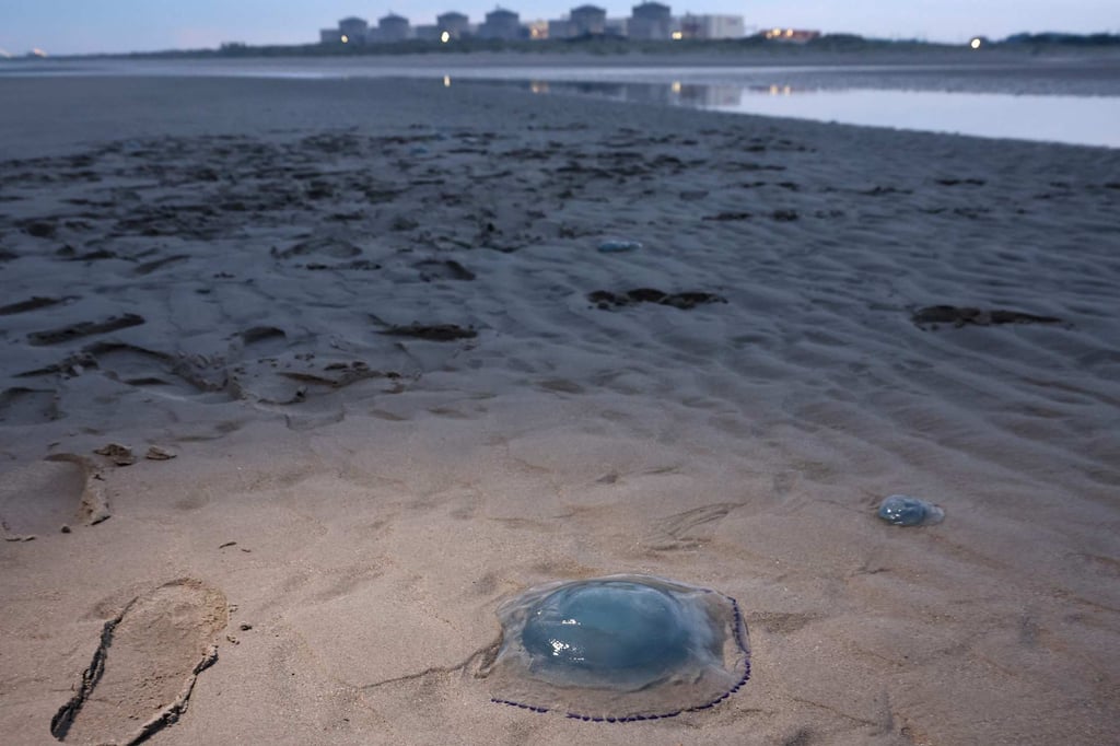 Jellyfish on the shore near the Gravelines nuclear power plant in northern France, August 2025. Photo: AFP Jellyfish on the shore near the Gravelines nuclear power plant in northern France, August 2025. Photo: AFP