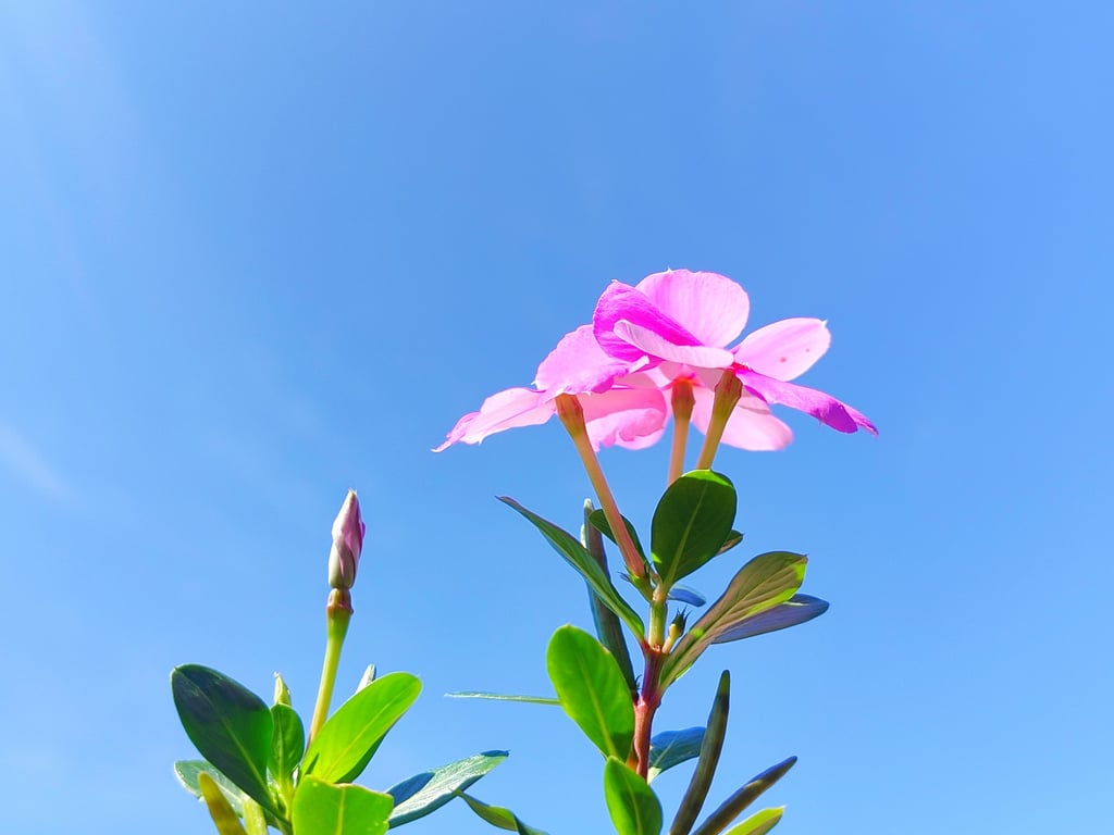 Tapak dara or Madagascar periwinkle (Catharanthus roseus). Photo: Shutterstock