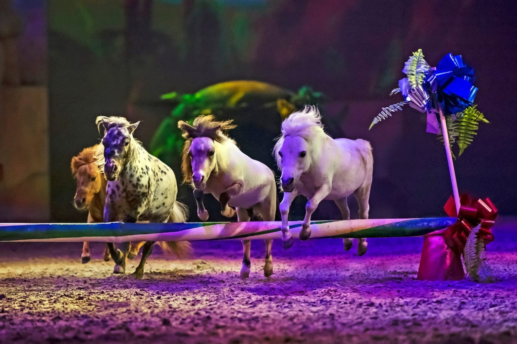 Notoriously difficult to train, ponies feature among the 54 equine performers in the show. Photo: courtesy Cavalluna Notoriously difficult to train, ponies feature among the 54 equine performers in the show. Photo: courtesy Cavalluna