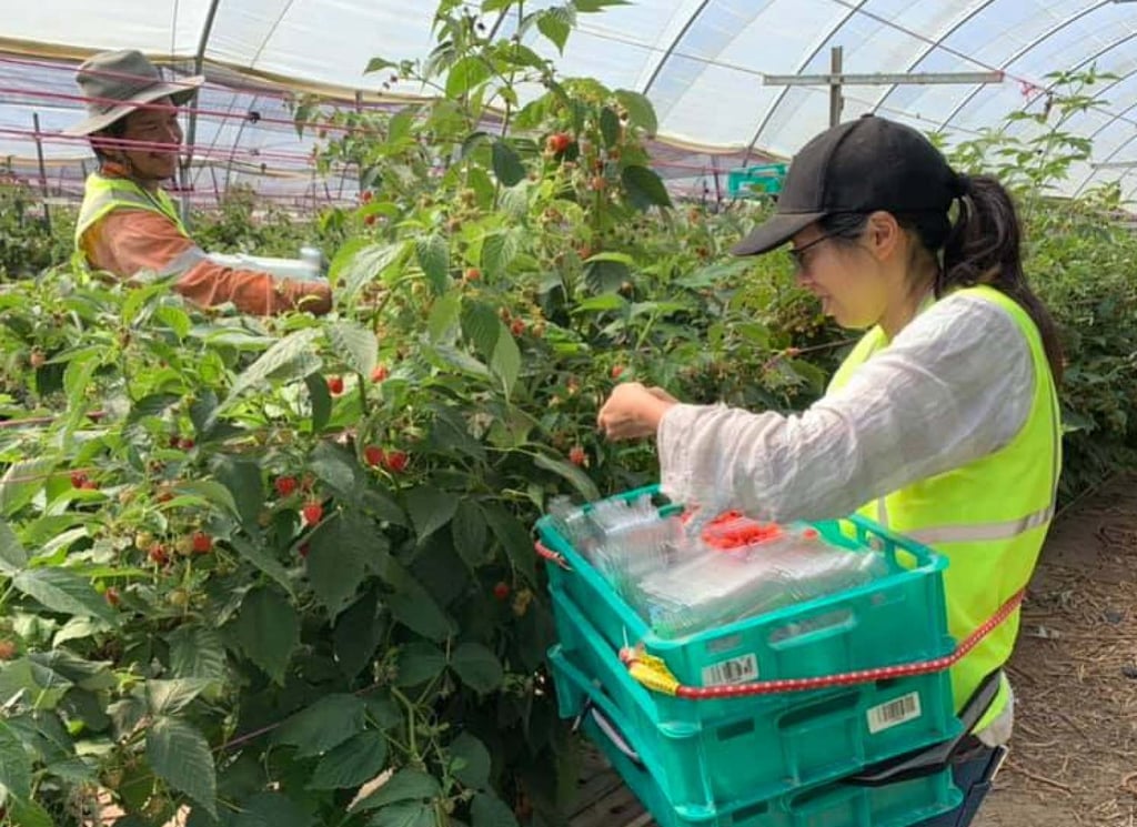 Foreigners on Australia’s working holiday visa pick strawberries in a farm. Photo: Audi Melsom