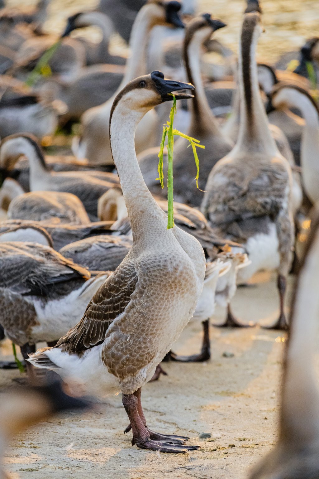 Geese at the Jinbaotian Magang Goose Ecological Conservation Base. Photo: Zhang Tianji / Yaohua Catering Group Geese at the Jinbaotian Magang Goose Ecological Conservation Base. Photo: Zhang Tianji / Yaohua Catering Group