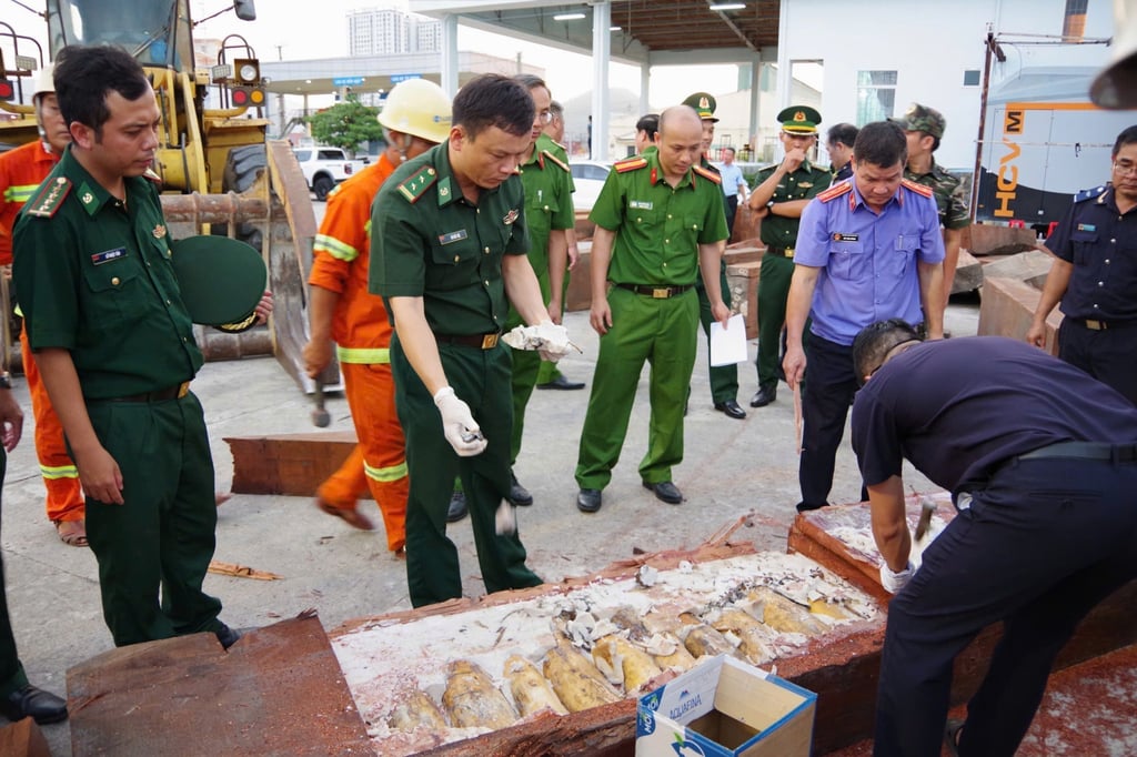 The seizure of 1.2 tonnes of trafficked ivory at Quy Nhon port in Vietnam on August 12 was the largest on record for the port. Photo: VNA/AP