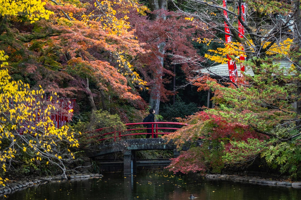 Stunning autumn colours in Inokashira Park, Tokyo. Photo: AFP Stunning autumn colours in Inokashira Park, Tokyo. Photo: AFP
