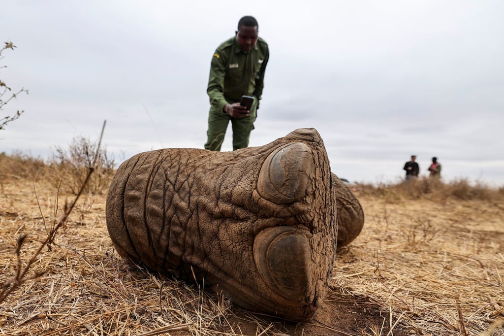 A community ranger photographs the remains of Genghis Khan, an 11-year-old bull elephant, at Kitenden B Community Conservancy on the outskirts of Amboseli National Park in Kajiado county, Kenya, on Wednesday. Photo: EPA