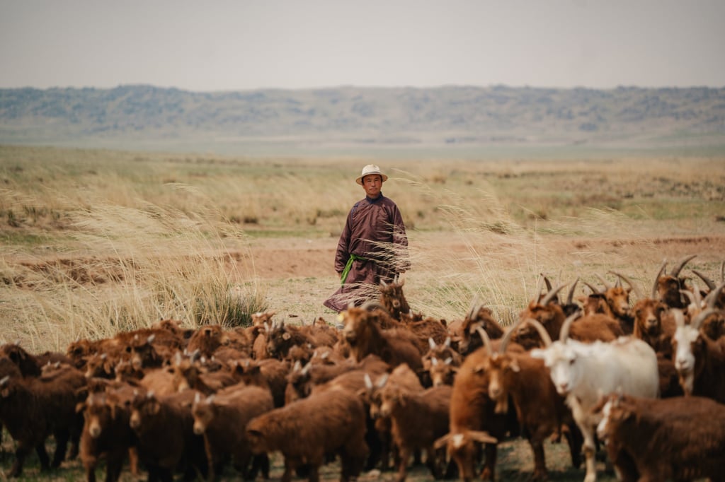 A herder with cashmere goats in Mongolia. Photo: Handout