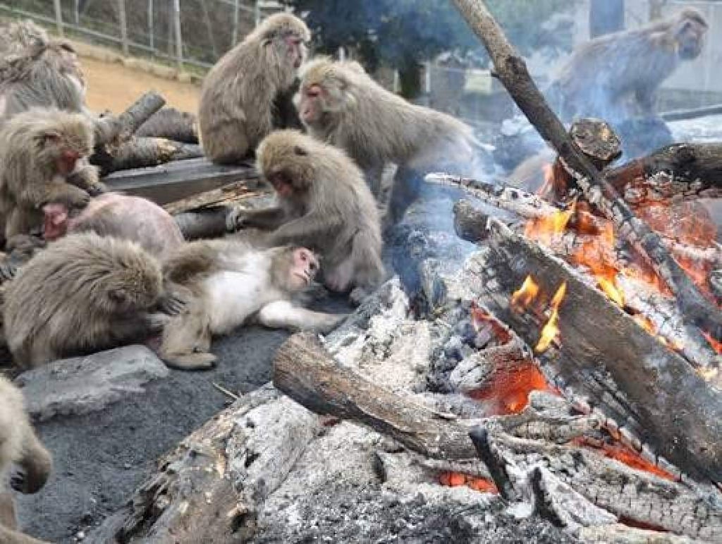 The zoo’s iconic bonfires date back to 1959, when staff burned trees that had fallen in a typhoon and resident monkeys were seen gathering around the fire. Photo: AichiNow The zoo’s iconic bonfires date back to 1959, when staff burned trees that had fallen in a typhoon and resident monkeys were seen gathering around the fire. Photo: AichiNow