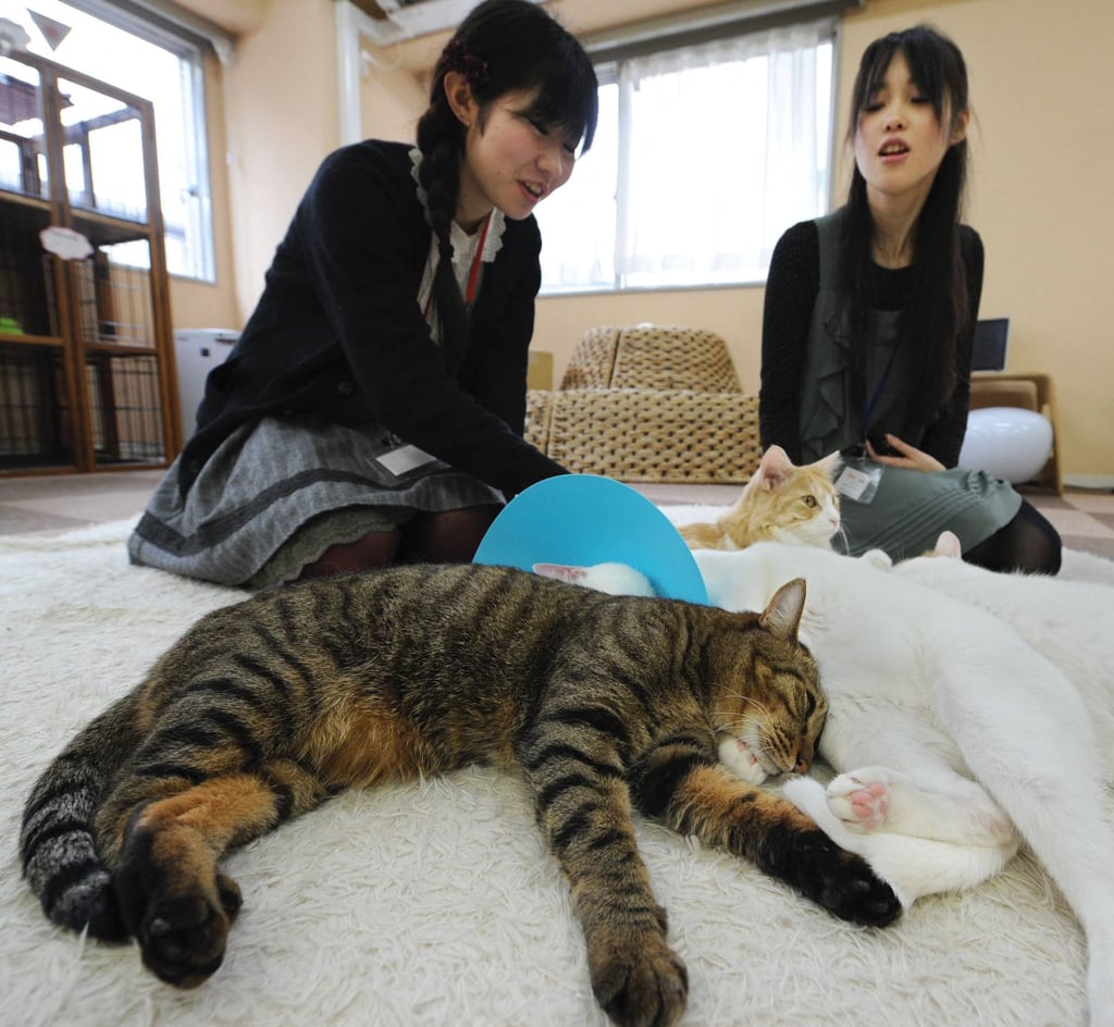 Japanese women play with cats at an animal cafe in Tokyo in February 2012. Photo: AFP