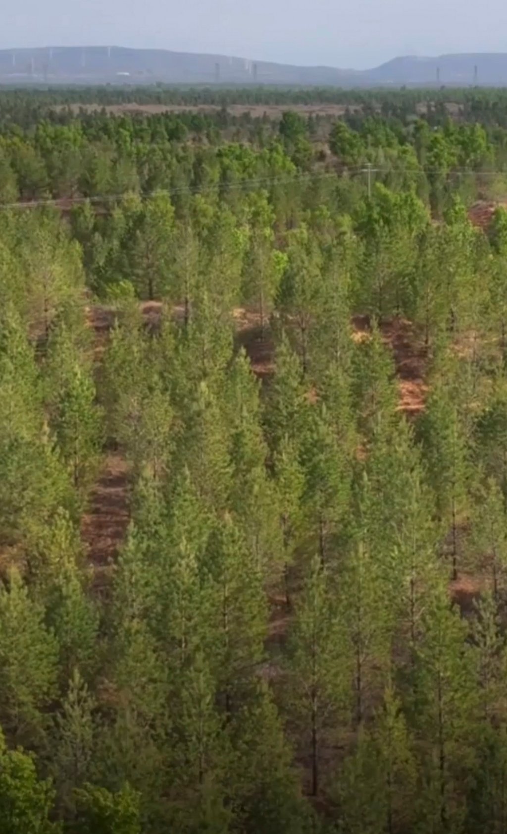 Thanks to Sakolsky’s contribution and Yin’s tireless dedication, today, over 80 per cent of the Mu Us Desert — a major sandy region in China — is now covered in vegetation. Photo: Sina Thanks to Sakolsky’s contribution and Yin’s tireless dedication, today, over 80 per cent of the Mu Us Desert — a major sandy region in China — is now covered in vegetation. Photo: Sina