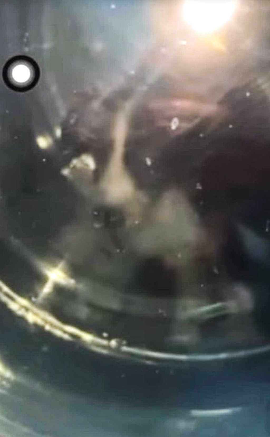 A screengrab of an Instagram video showing a dog inside a front-loading washing machine. Photo: Handout A screengrab of an Instagram video showing a dog inside a front-loading washing machine. Photo: Handout