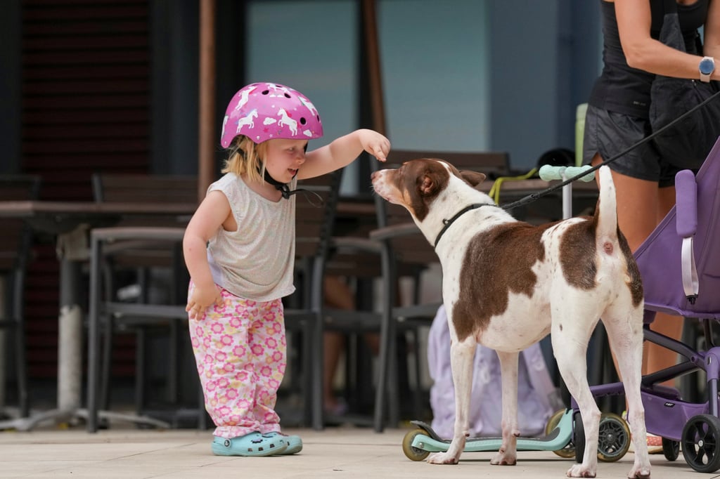 An NGO has said that government enforcement actions have increased the pressure on dog owners, prompting some to abandon their pets. Photo: Karma Lo An NGO has said that government enforcement actions have increased the pressure on dog owners, prompting some to abandon their pets. Photo: Karma Lo