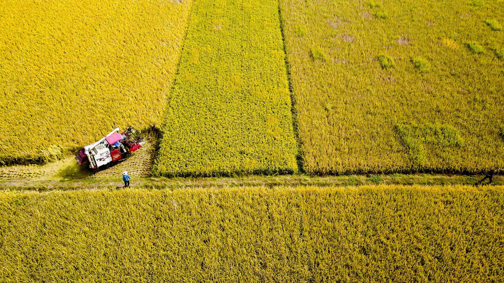 China already has some of the highest rice yields in the world. Photo: Xinhua