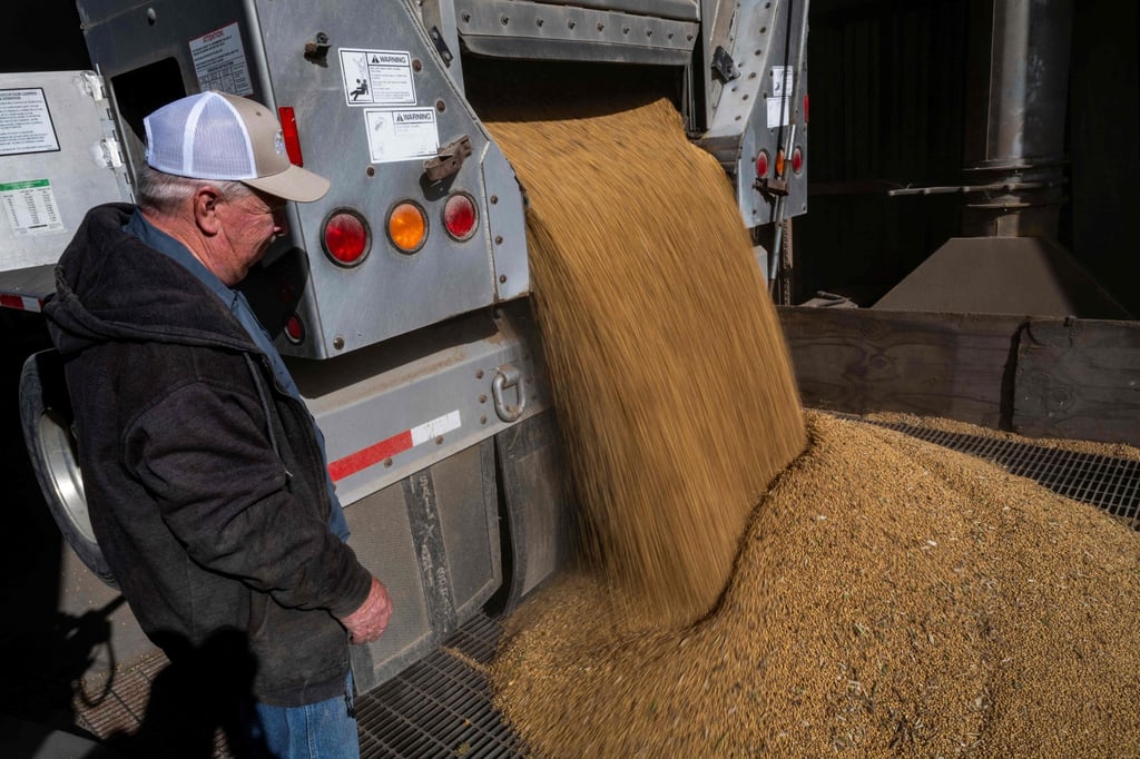 China has ramped up purchases of US soybeans. Photo: AFP China has ramped up purchases of US soybeans. Photo: AFP