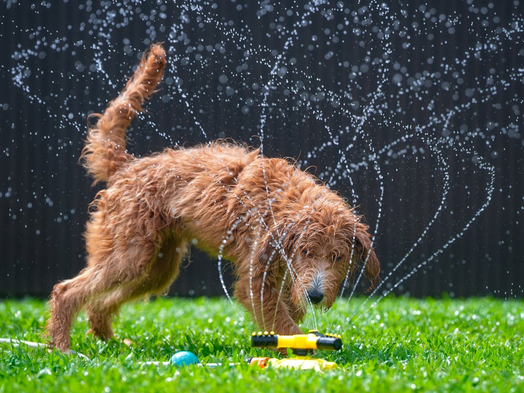 Goldendoodle NaNa plays with water at Dogather, in Yuen Long. Photo: Elson Li Goldendoodle NaNa plays with water at Dogather, in Yuen Long. Photo: Elson Li