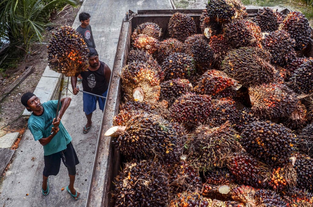 Workers transfer harvested oil palm fruits to a transport truck in Pekanbaru, Indonesia, in April 2022. Photo: AFP