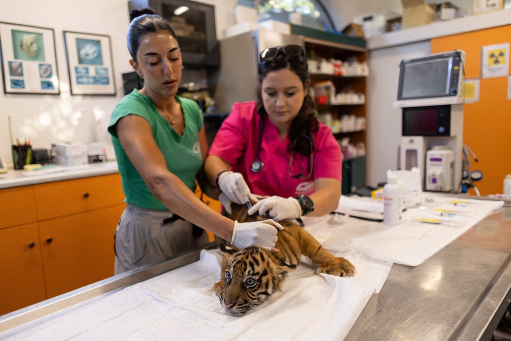 Veterinarian Arsinoi Psaroudaki (right) administers the first vaccination to a Sumatran tiger cub as big cats keeper Myrto Mikrogeorgiou assists at Attica Zoological Park in Spata, Greece, on Tuesday. Photo: Reuters Veterinarian Arsinoi Psaroudaki (right) administers the first vaccination to a Sumatran tiger cub as big cats keeper Myrto Mikrogeorgiou assists at Attica Zoological Park in Spata, Greece, on Tuesday. Photo: Reuters