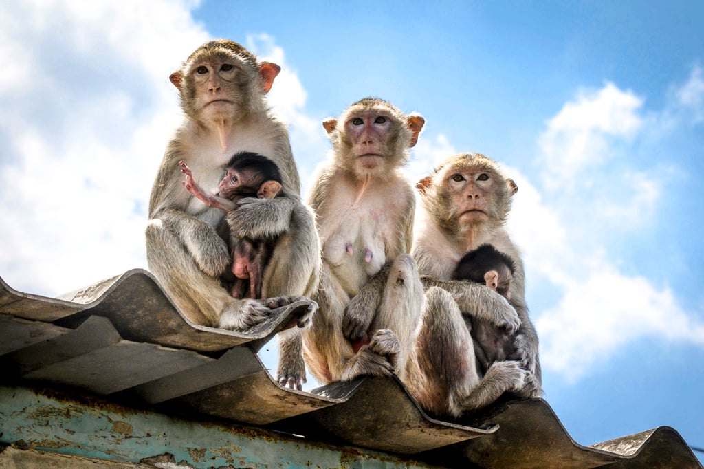 Long-tailed macaques sit on a rooftop in the town of Lopburi in Thailand. Photo: AFP Long-tailed macaques sit on a rooftop in the town of Lopburi in Thailand. Photo: AFP