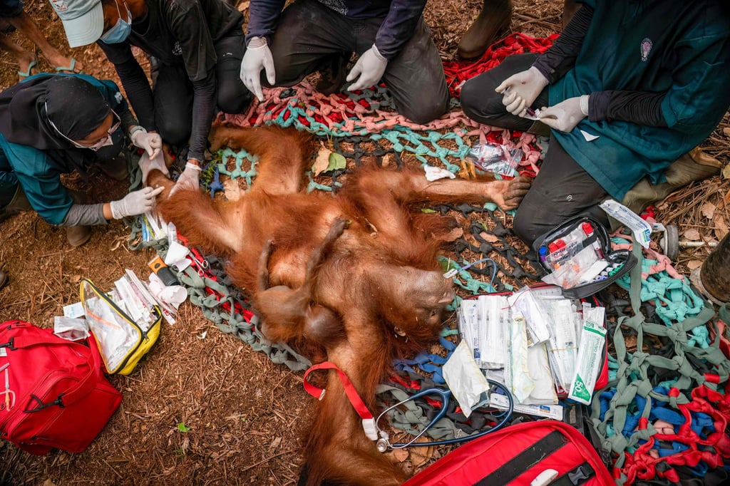 A rescue operation for orangutans caught up in wildfires in Pemangkat village in Indonesia’s West Kalimantan province on Tuesday. Photo: YIARI / AFP A rescue operation for orangutans caught up in wildfires in Pemangkat village in Indonesia’s West Kalimantan province on Tuesday. Photo: YIARI / AFP