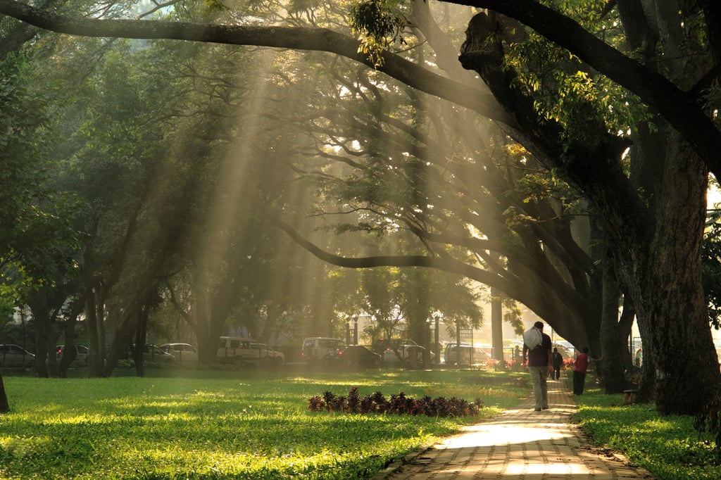 The morning sun filters through the trees at Cubbon Park in Bengaluru. The park and its neighbouring Lalbagh Botanical Garden are under threat from legislation that could see part of their space taken by the government for infrastructure projects. Photo: Shutterstock
