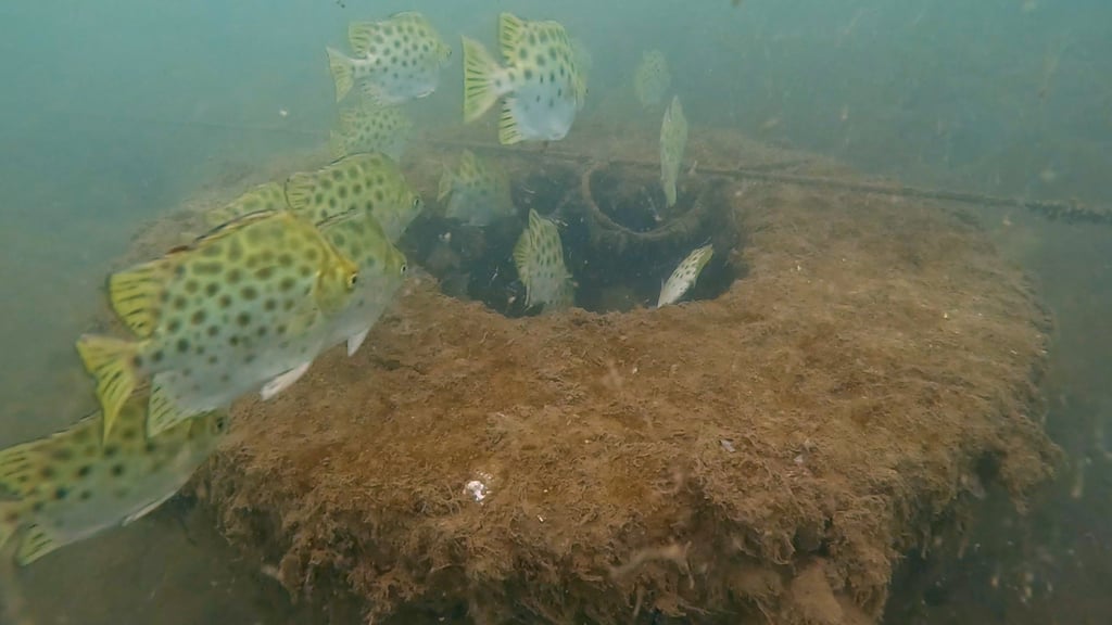 The Airport Authority Hong Kong released fish fry and shrimp fry into the waters adjacent to HKIA, where 600 artificial reefs have been installed to help marine life thrive. The Airport Authority Hong Kong released fish fry and shrimp fry into the waters adjacent to HKIA, where 600 artificial reefs have been installed to help marine life thrive.