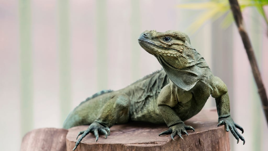 A rhinoceros iguana at Ocean Park Hong Kong’s new Reptile Territory. Photo: courtesy Ocean Park Hong Kong A rhinoceros iguana at Ocean Park Hong Kong’s new Reptile Territory. Photo: courtesy Ocean Park Hong Kong