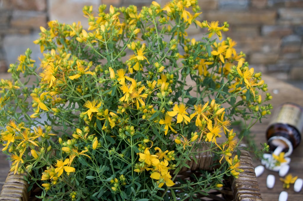 St John’s wort is one of the world’s most consumed medicinal plants. Photo: Shutterstock
