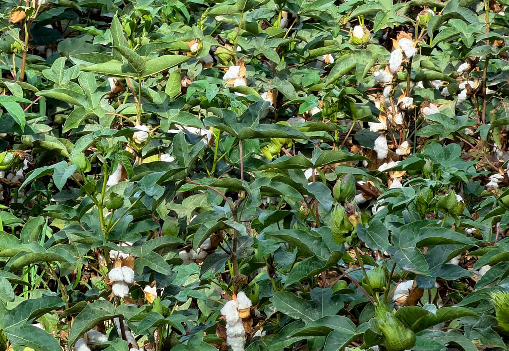 Cotton ripening for harvest in October in Xinjiang. Photo: Xinlu Liang