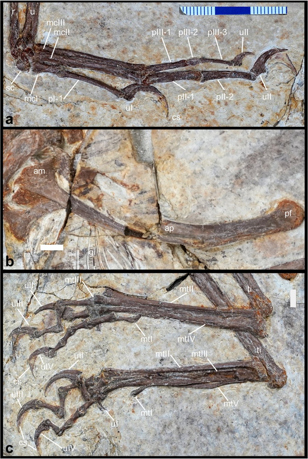 Evolutionary sequences of features shared by small feathered dinosaurs and early birds. Photo: Andrea Cau et al., Nature Communications