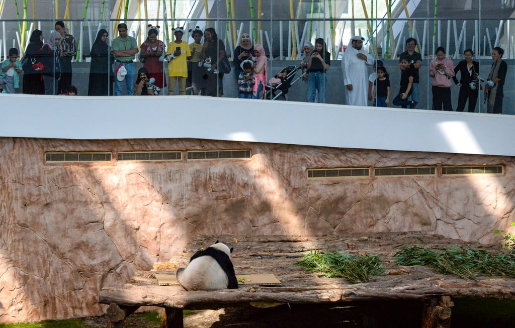 The panda house at Al Khor Park in Qatar which has hosted a pair of giant pandas since 2022. Photo:Xinhua The panda house at Al Khor Park in Qatar which has hosted a pair of giant pandas since 2022. Photo:Xinhua