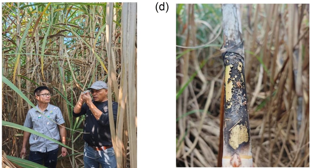 A field experiment on sugar cane. Photos: Lu Anhuai