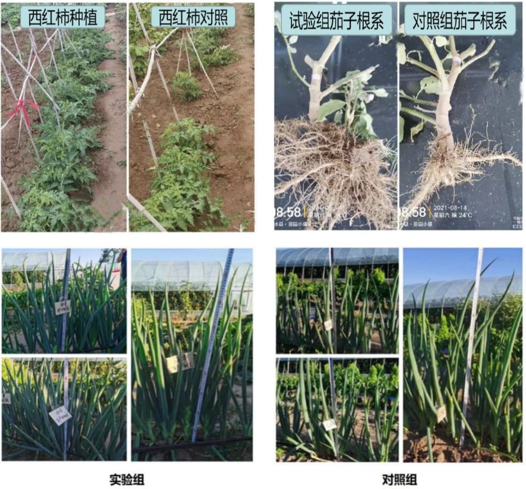 A team led by Lu Anhuai of the School of Earth and Space Sciences says its experiments on a variety of crops resulted in vastly improved yields. Image: Lu Anhuai