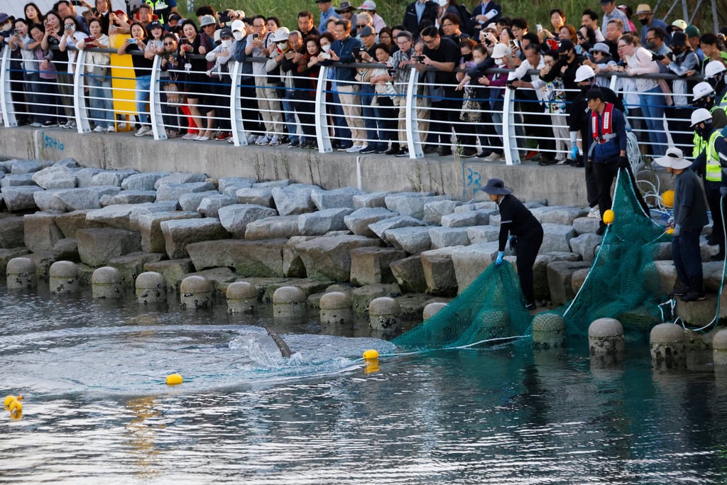 Workers handle a net during an operation to guide the shark out of a canal at the North Port in Busan on Friday. Photo: Reuters Workers handle a net during an operation to guide the shark out of a canal at the North Port in Busan on Friday. Photo: Reuters
