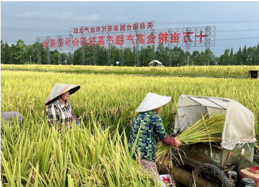 Field trials were also conducted on rice. Photo: Lu Anhuai