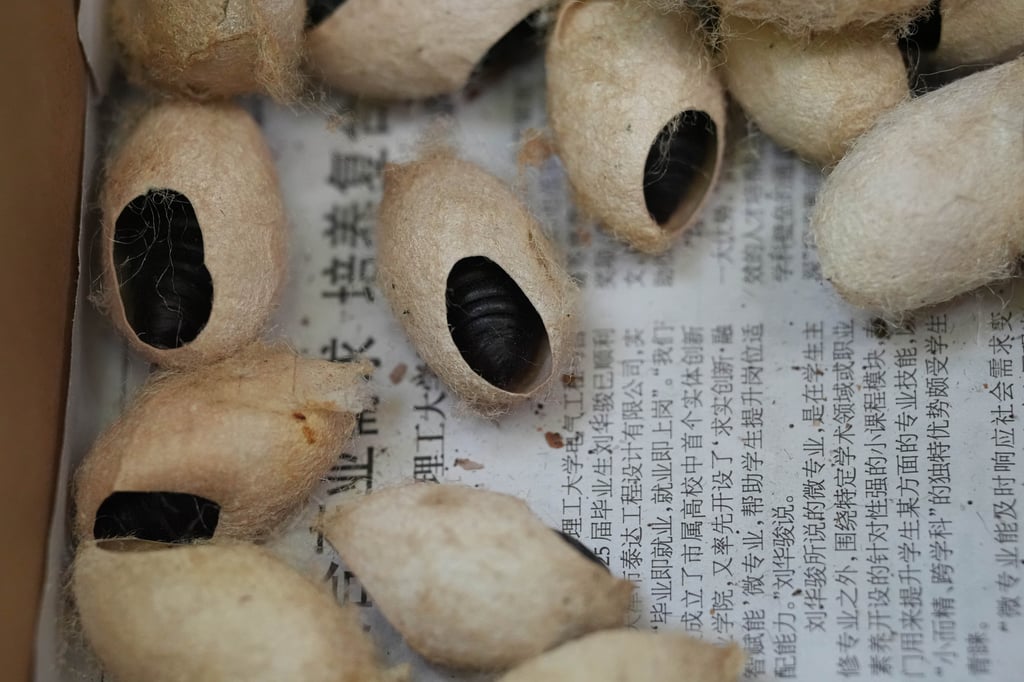 Pupae of Chouioia cunea, a parasitic wasp that is the natural enemy of fall webworms. Photo: Xinhua Pupae of Chouioia cunea, a parasitic wasp that is the natural enemy of fall webworms. Photo: Xinhua
