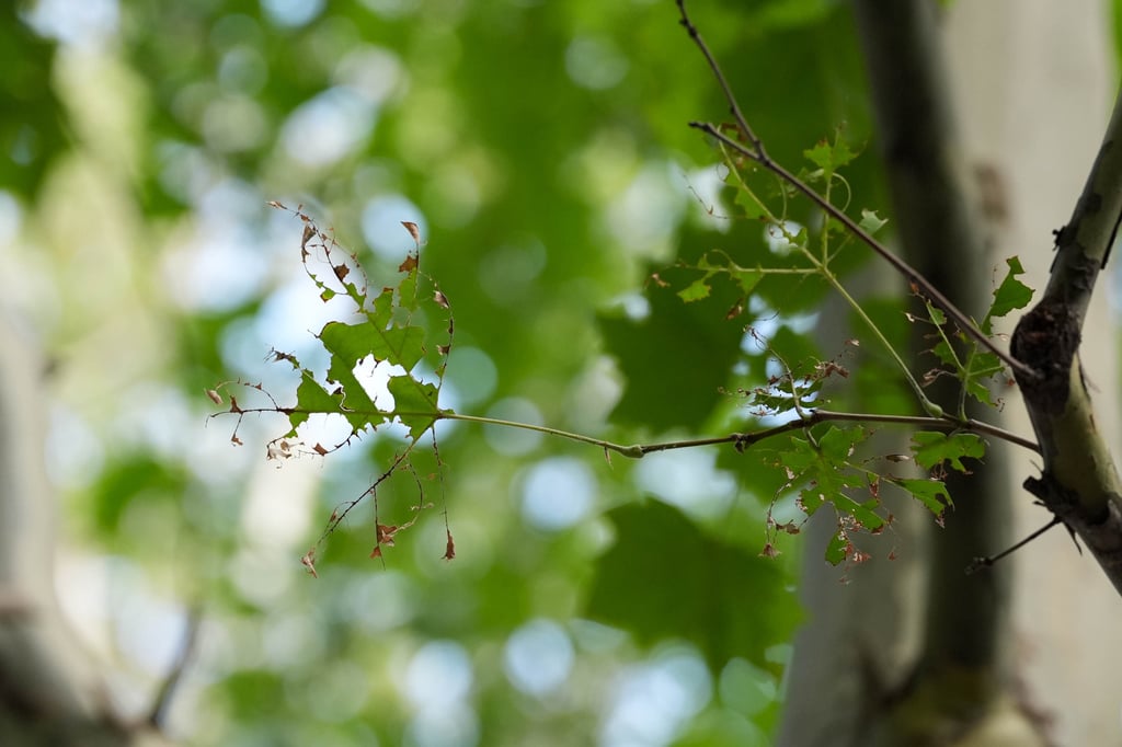 Leaves eaten by fall webworm larvae at a park in Beijing’s Chaoyang district. Photo: Xinhua Leaves eaten by fall webworm larvae at a park in Beijing’s Chaoyang district. Photo: Xinhua