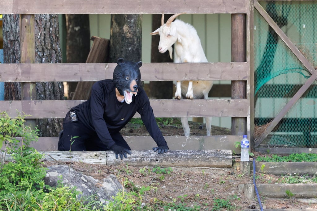 A man in a bear costume takes part in an emergency response drill simulating a bear intrusion in Yaita, Tochigi, Japan, in June. Photo: Reuters