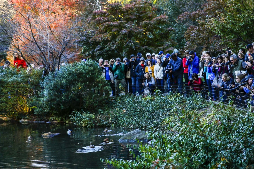 People try to take a look at a mandarin duck in New York’s Central Park in 2018. Photo: Getty Images/AFP