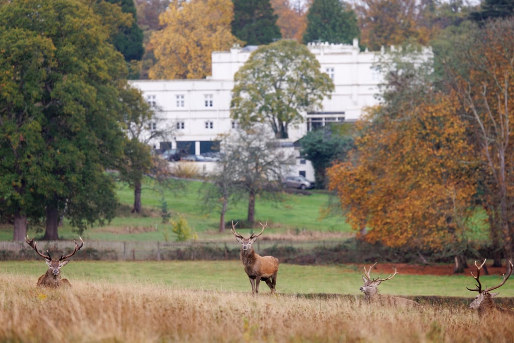 Deer rest near the Royal Lodge in 2025. Photo: EPA