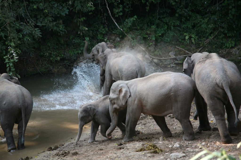 The photo above captures wild Asian elephants playing in a pond within the lush forests of Xishuangbanna, Yunnan province. Photo: Xinhua