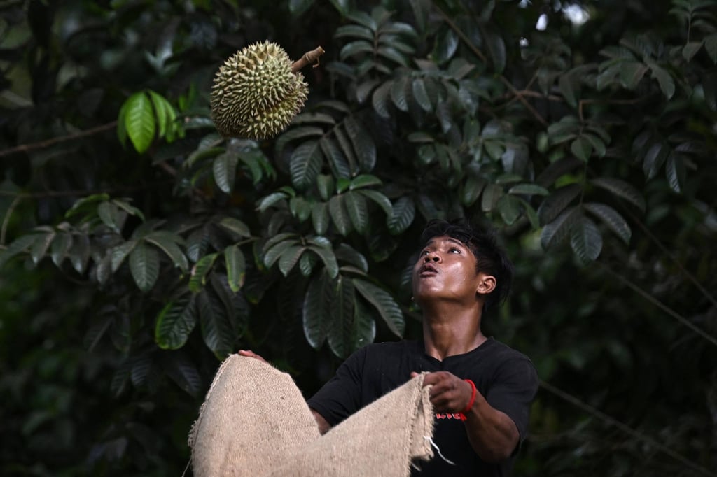 A worker catches a durian at a farm in Thailand’s eastern Chanthaburi province in 2024. Photo: AFP A worker catches a durian at a farm in Thailand’s eastern Chanthaburi province in 2024. Photo: AFP