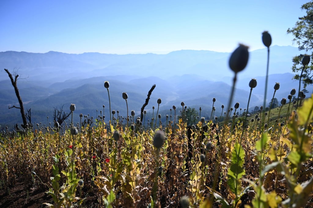 An illegal poppy field in Hopong, in Myanmar’s drug-producing Shan state. Photo: AFP