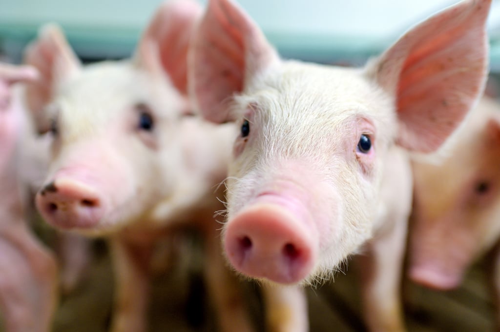 Long ago in China, it was common to give children harsh nicknames like “pig” or “dog” to keep them safe from evil spirits. Photo: Shutterstock