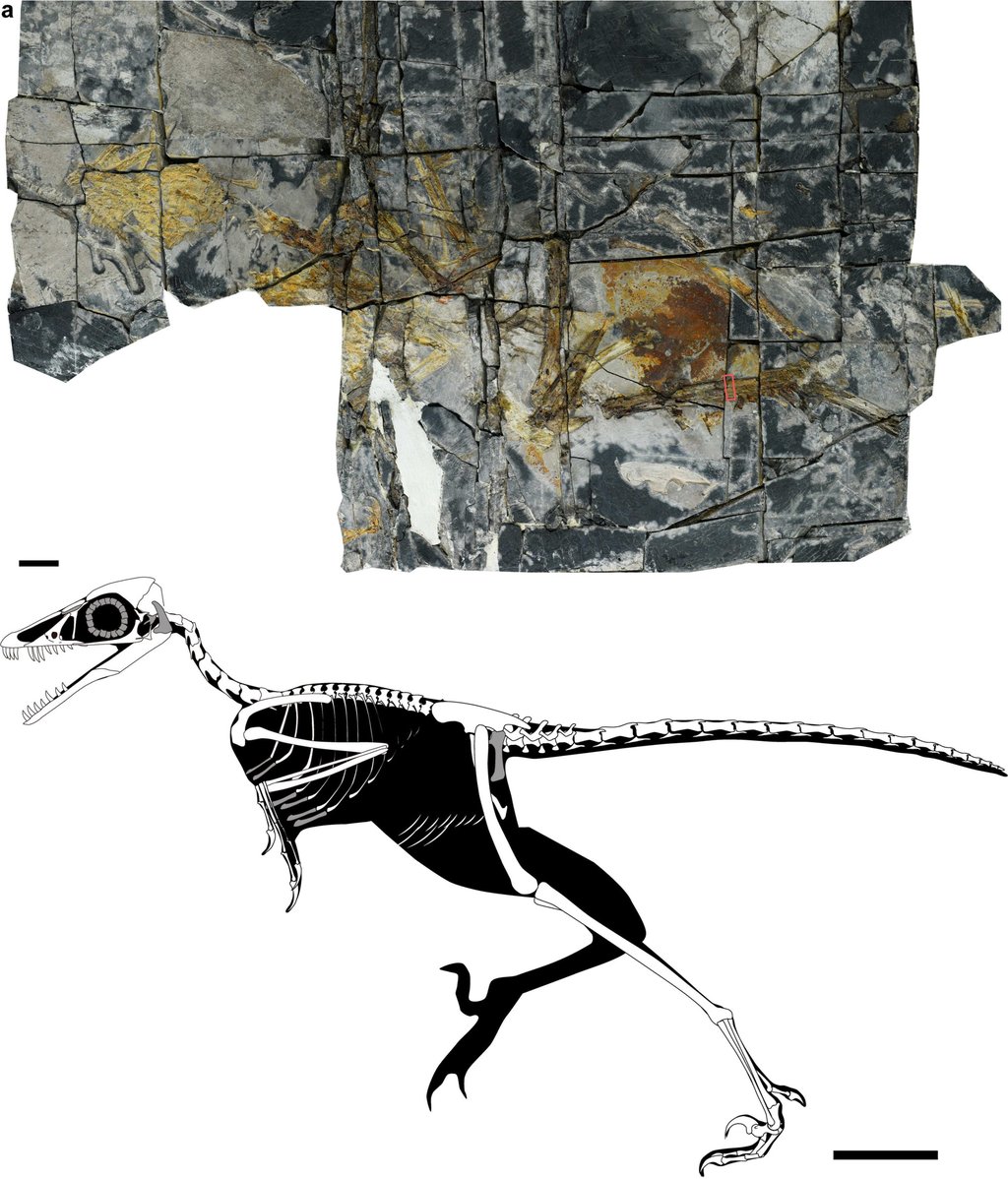 The Yuezhuornis yangyuanensis fossil was found in China’s southeastern Fujian province. Photo: Wang Min