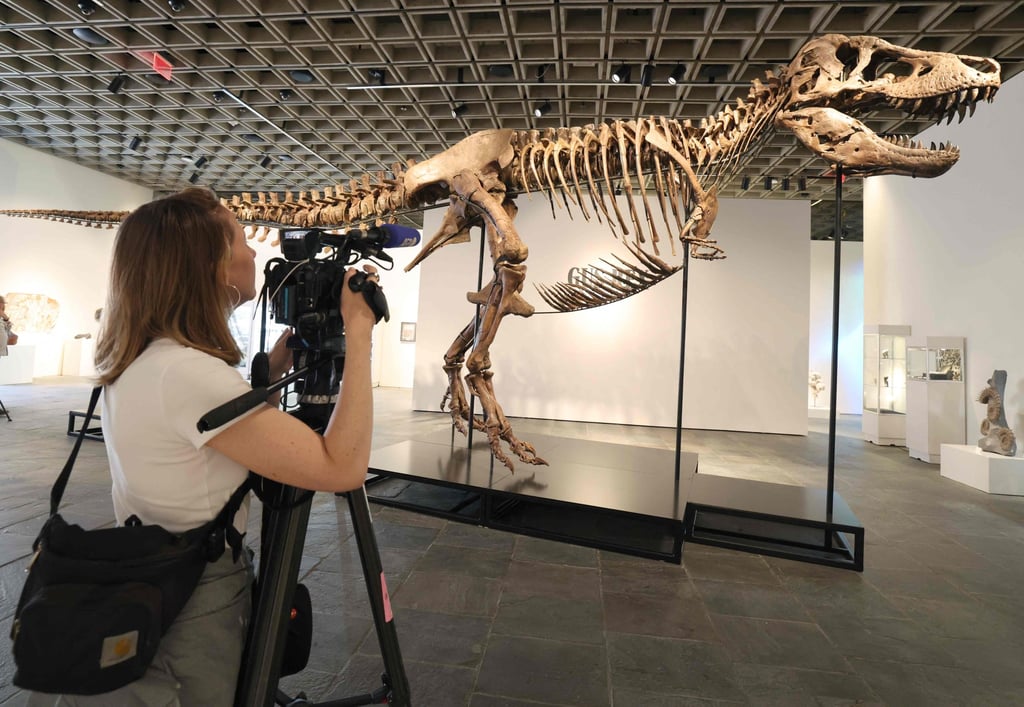 A videographer documents Gus, a mounted T. rex skeleton, at the Sotheby’s Breuer building in New York, on July 1. Photo: AFP
