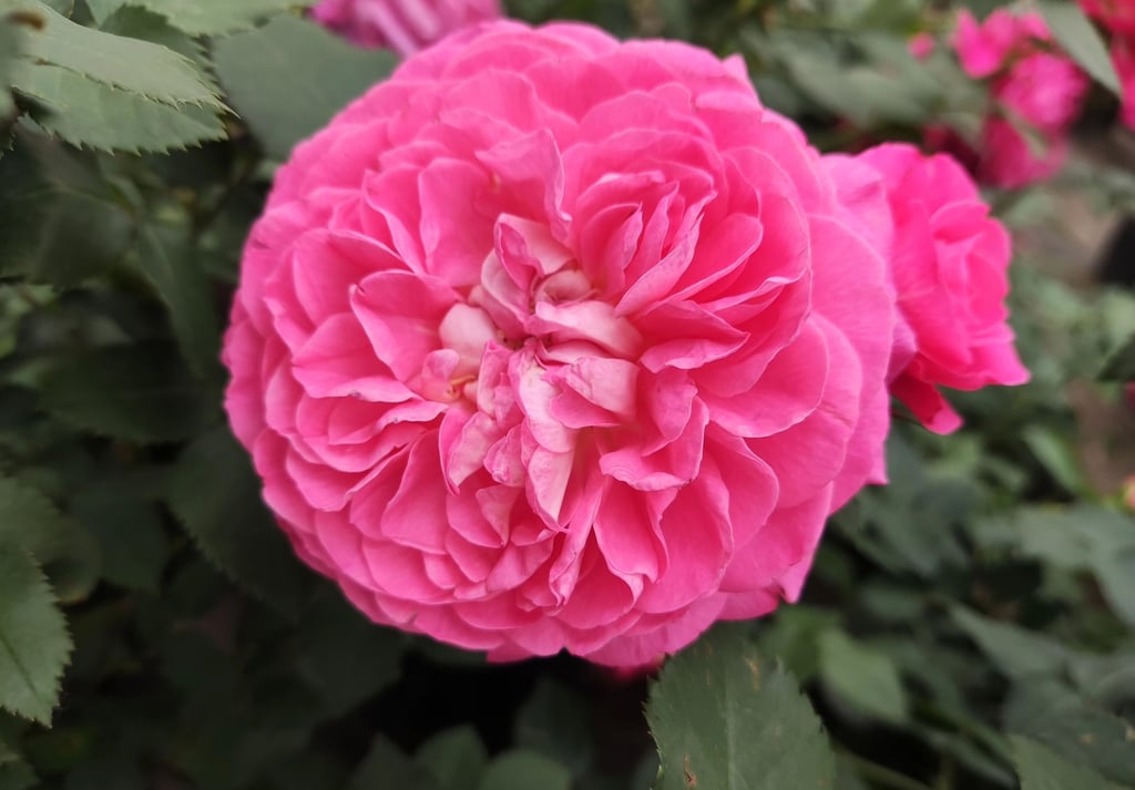The China rose varieties were reportedly selected according to their suitability to Washington’s climate, their resilience, the size of their blooms and their colour. Photo: Handout The China rose varieties were reportedly selected according to their suitability to Washington’s climate, their resilience, the size of their blooms and their colour. Photo: Handout